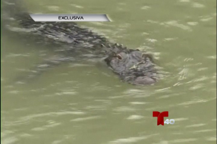 Encuentran caimán en aguas del río Bravo