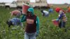 ¿Cómo la falta de trabajadores del campo podría impactar la economía local?