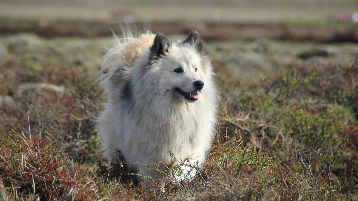 The Icelandic sheepdog is a cheerful, medium-sized breed that weighs about 25 pounds. Friendly and affectionate, Icelandic sheepdogs enjoy having space to roam.
