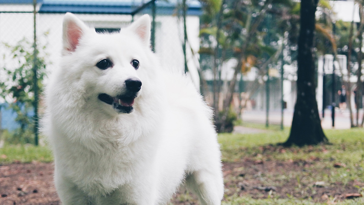 The Japanese Spitz is a small, playful breed. Loyal and affectionate, these dogs are low maintenance but need regular exercise.