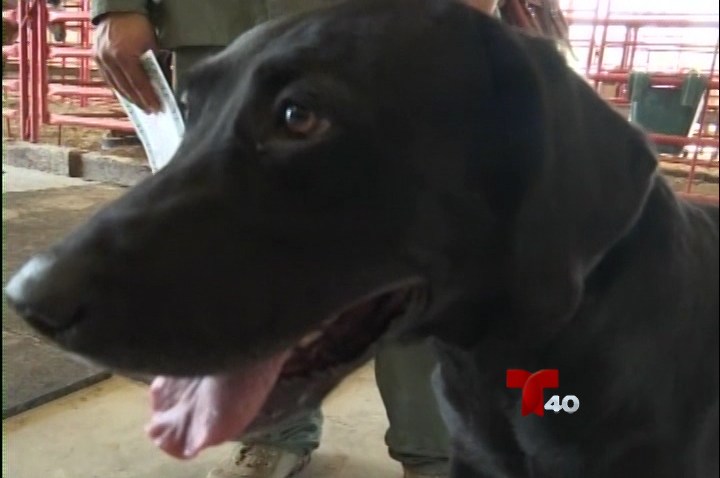 PROGRAMA CANINO DE PATRULLA FRONTERIZA1