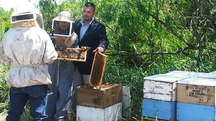 TLMD-abejas-ataques-