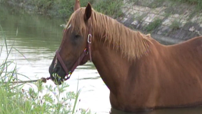 TLMD-caballo-rescate-1