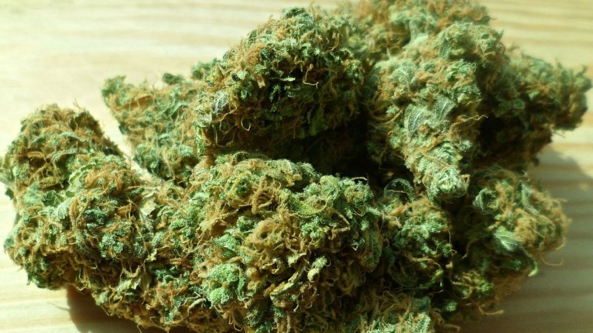 TLMD-marihuana-(1)