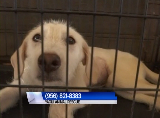 TLMD-perritos-Yaqui-