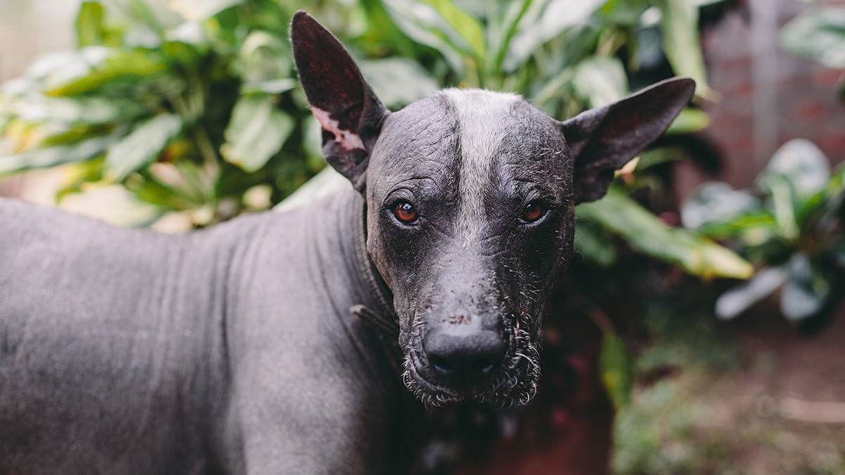 The Xoloitzcuintli dog, also known as the Xolo or Mexican hairless dog, is cheerful and affectionate. It's known for being alert and intelligent, as well as protective and loyal.