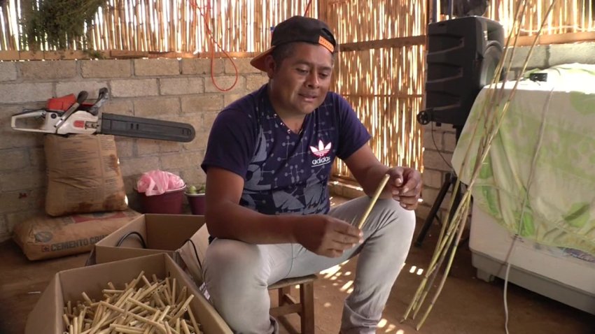Con pajillas ecológicas combaten el uso de plástico