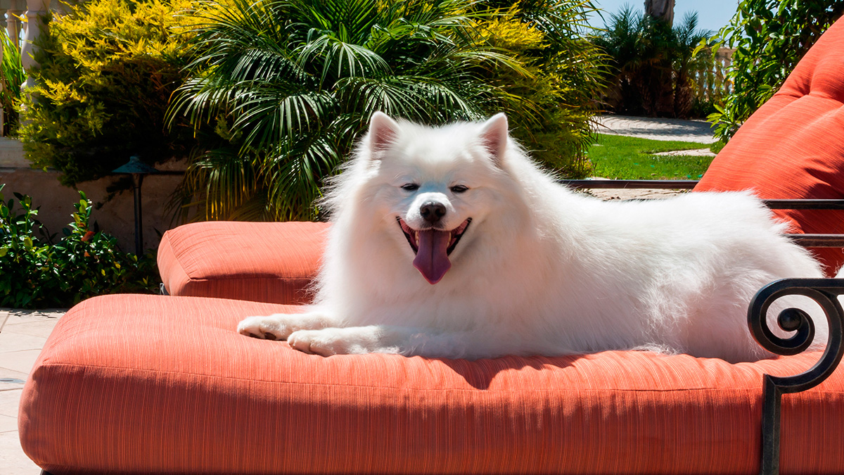 The American Eskimo dog is independent and great with children. This medium-sized breed weighs about 30 pounds and known for its intelligence. These dogs are energetic and talkative.
