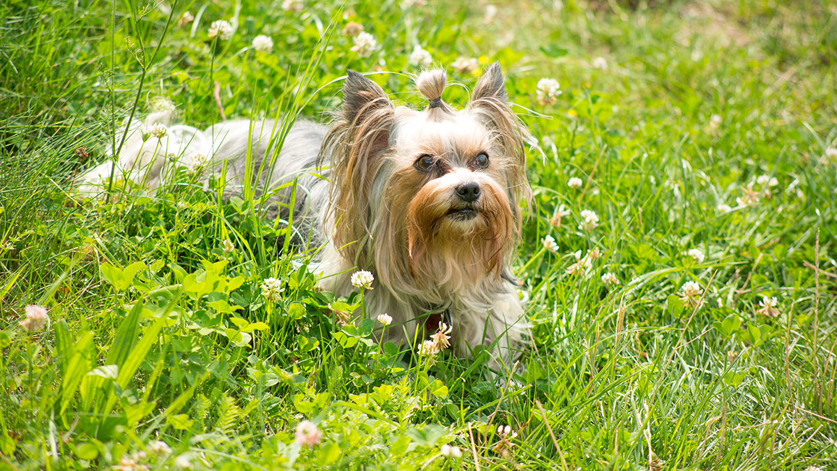 Biewers are a playful, social, toy-sized breed. They are very gentle and affectionate.
