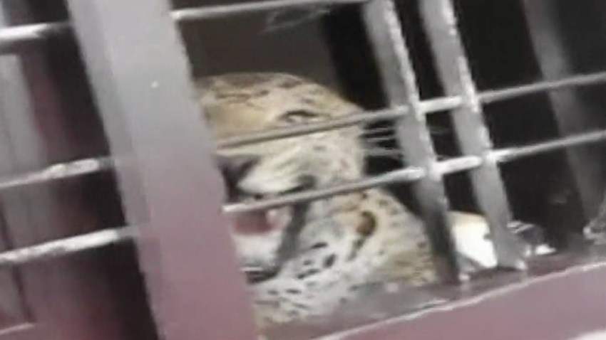 leopardo-escuela-india