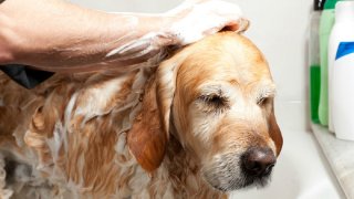 mascotas-higiene-bano