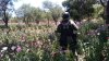 Incineran seis plantíos de amapola y marihuana en Sonora