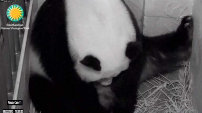 osa-panda-da-a-luz-dc
