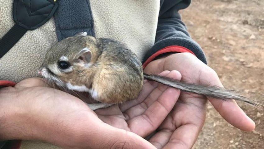 rata-san-quintin-mexico
