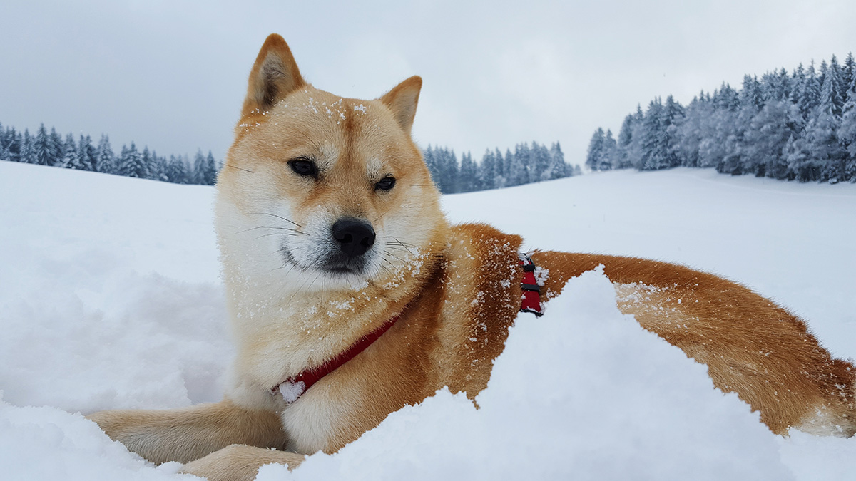 The Shiba Inu is a medium-sized dog known to be independent and outgoing, yet loyal and affectionate.