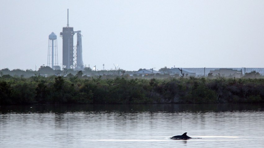 Dolphins swim in a lagoon near Launch Complex 39A at sunrise at Kennedy Space Center in Florida on May 30, 2020.