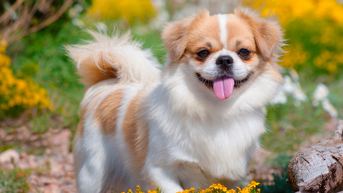 The Tibetan spaniel is an independent, assertive and intelligent dog. A small, quiet breed, it's well suited to apartment living.