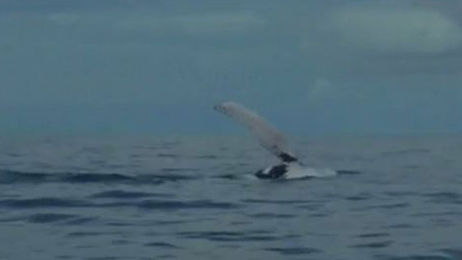 tlmd_ballena_jorobada_ok