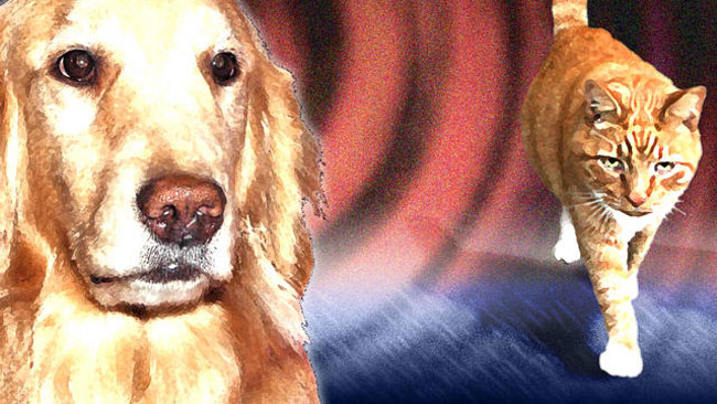 tlmd_dinero_perros_gatos_mascotas