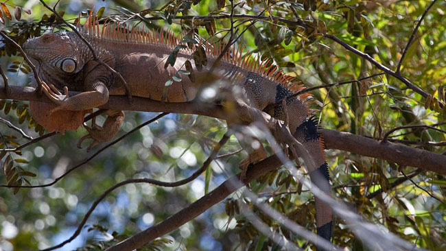 tlmd_iguana_nicaragua_ok