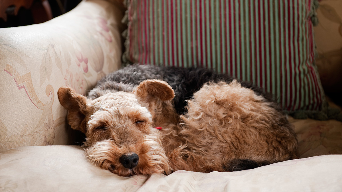 A Welsh terrier sleeps on a faded armchair.
