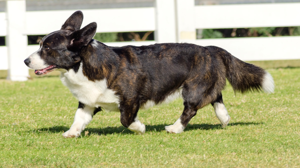 The Cardigan Welsh corgi is easy to train and does not need much exercise. These dogs are gentle, loving, loyal and alert.
