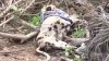 Denuncian perros abandonados y muertos en Palmview