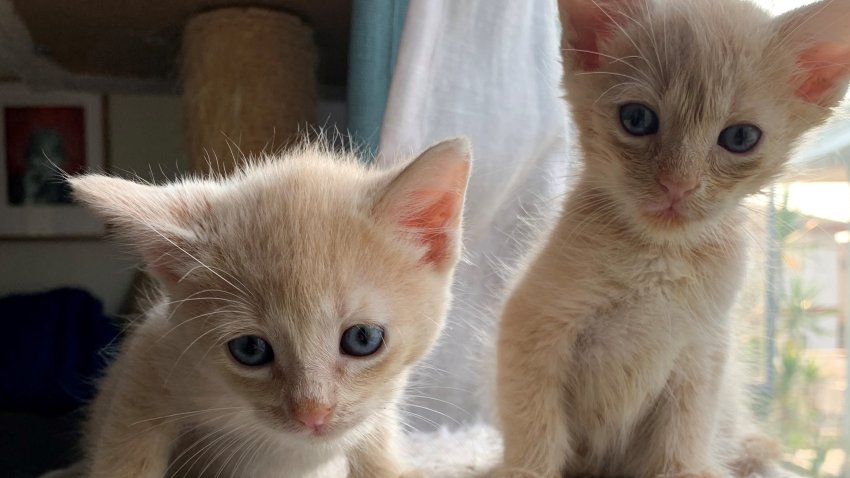 Milo and Joaquin.