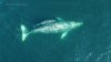 Captan a una cría de ballena en su primera migración en el sur de California