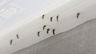 Vista de un grupo de mosquitos Aedes aegypti