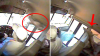 Ver para creer: ciervo vuela a través del parabrisas de un autobús e impacta a un estudiante dormido