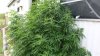 Hallan planta de marihuana frente a una casa en San Benito