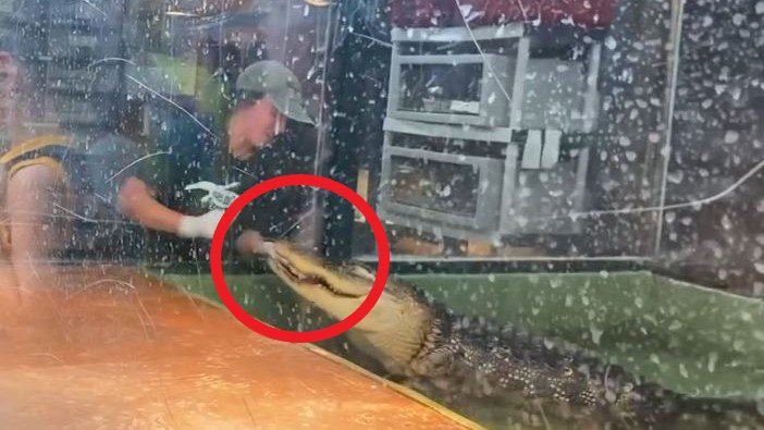 PETA solicita cierre de Scales and Tails en Utah por ataque de caimán a entrenadora – Telemundo McAllen (40) - Vimarsana News