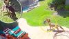 En video: chihuahua sobrevive al feroz ataque de un coyote