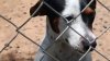 Crueldad Animal: la nueva ley en Texas que busca disminuir el maltrato de mascotas