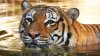Tigre muere de un disparo tras morder el brazo de un trabajador en zoológico de Florida