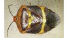 Encontraron en Puente Internacional de  Brownsville insecto que es una rara plaga