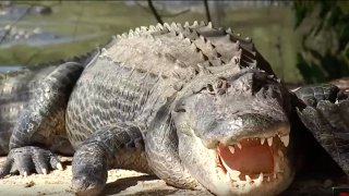 Foto de un caimán en el estado de Florida.