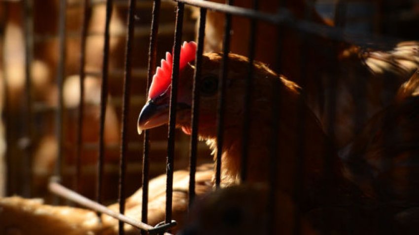Qué es la gripe aviar y cómo te puede afectar