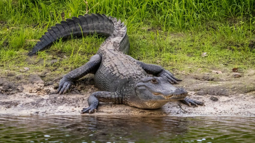 American Alligator along  Myakka River in Myakka River State Park in Sarasota Florida USA