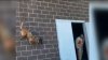 En video: agente canino muestra sus habilidades para bajar de un segundo piso en rapel
