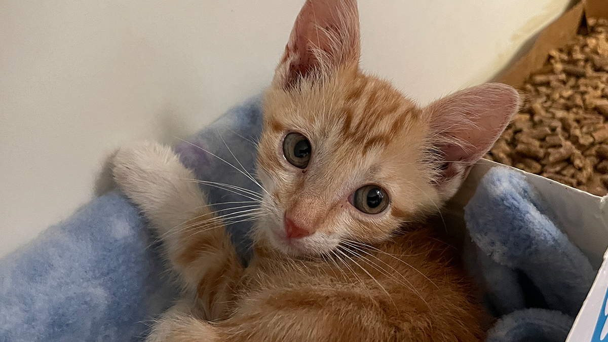 Adoptar o Acoger una Mascota con Humane Society of Harlingen