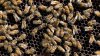 Cierran calles en Weslaco debido a alta actividad de abejas en la zona