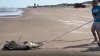 Caimán de 7.5 pies interrumpió tranquilidad de día de playa en la Isla del Padre Sur