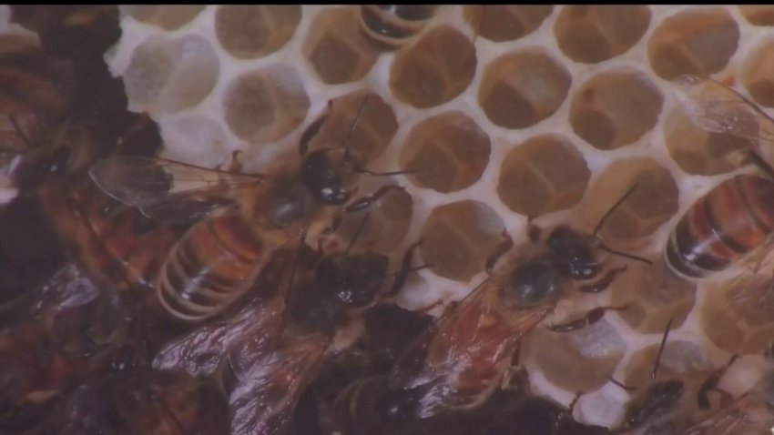 BART trabaja junto a apicultor para preservar a las abejas polinizadoras que crean panales en sus instalaciones