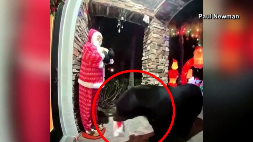 Increíble: oso roba orden de Chick-fil-A dejada frente a la puerta de una vivienda
