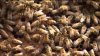 Tras muerte de perros en McAllen por abejas africanas experto realiza recomendaciones