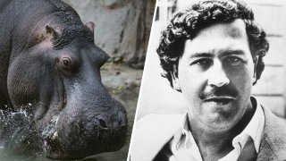 Los hipopótamos de Pablo Escobar