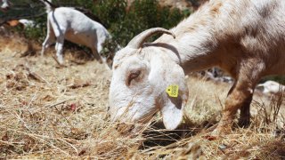 A herd of goats graze on drought-stressed land.