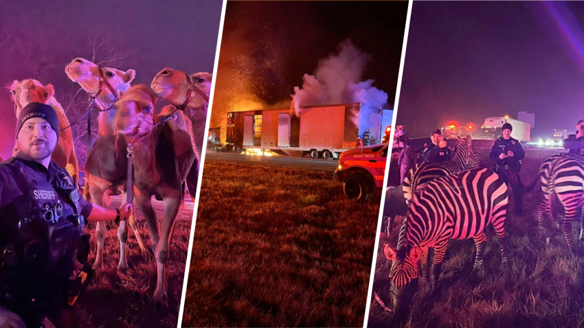 In these photos provided by Grant County Sheriff’s Office, animals are rescued by emergency responders after a truck fire near Marion, Ind., early Saturday, Jan. 27, 2024.